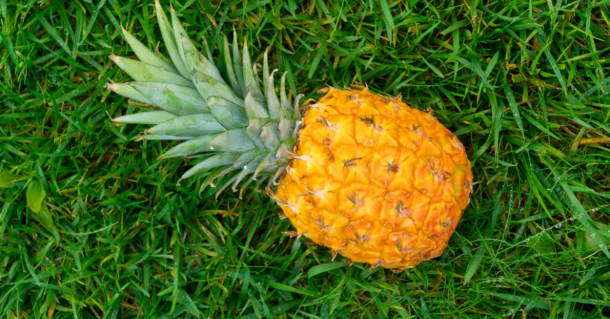 Ananas maturo su un prato verde, ricco di enzimi digestivi ma sconsigliato in caso di colite